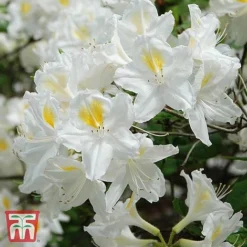 Rhododendron 'Persil' (Azalea Group) -Cheap Tree Foliage Store TKA1344 RHOD 2