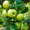 Apple 'Limelight' -Cheap Tree Foliage Store TKA1755 APPL 1