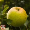 Apple 'Herefordshire Russet' -Cheap Tree Foliage Store TKA1839 APPL 1