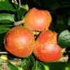 Apple 'Kidd's Orange Red' -Cheap Tree Foliage Store TKA1849 APPL 1
