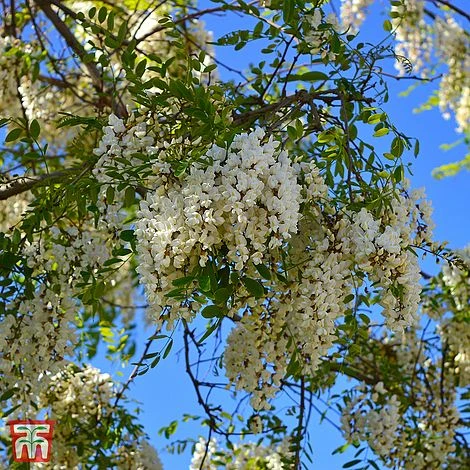 Wisteria Brachybotrys 'Kapiteyn Fuji' 3 Wisteria Brachybotrys 'Kapiteyn Fuji'