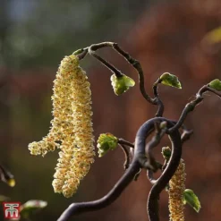 Corylus Avellana 'Twister' -Cheap Tree Foliage Store TKA3098 CORY 2