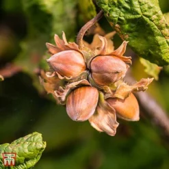 Corylus Avellana 'Twister' -Cheap Tree Foliage Store TKA3098 CORY 3
