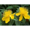 Hypericum Calycinum 'Carnival' -Cheap Tree Foliage Store TKA3192 HYPE 1