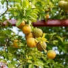 Citrus Trifoliata -Cheap Tree Foliage Store TKA3374 CITR 2