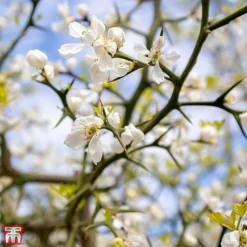 Citrus Trifoliata -Cheap Tree Foliage Store TKA3374 CITR 3