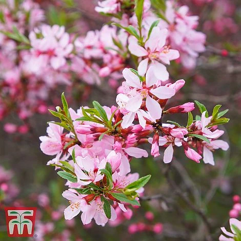 Prunus Tenella 'Fire Hill' 3 Prunus Tenella 'Fire Hill'