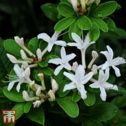 Rhododendron Viscosum 7 Rhododendron Viscosum -Cheap Tree Foliage Store TKA3432 RHOD 1