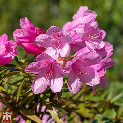 Rhododendron 'Graziella' 4 Rhododendron 'Graziella' - Image 2