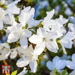 Rhododendron 'Luzi' -Cheap Tree Foliage Store TKA3450 AZAL 1