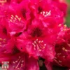 Rhododendron 'Marie Fortie' -Cheap Tree Foliage Store TKA3458 RHOD 1
