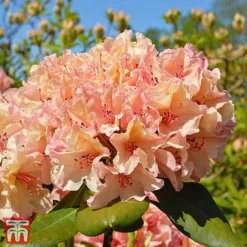 Rhododendron 'Tortoiseshell Orange' -Cheap Tree Foliage Store TKA3464 RHOD 1