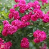 Rose 'Madame Isaac Péreire' (Climbing Bourbon) -Cheap Tree Foliage Store TKA3478 ROSE 1