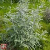 Rubus Thibetanus 2 Rubus Thibetanus -Cheap Tree Foliage Store TKA3500 RUBU 1