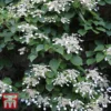 Schizophragma Integrifolium 'Windmills' 1 Schizophragma Integrifolium 'Windmills' -Cheap Tree Foliage Store TKA3516 SCHI 1