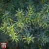 Taxus X Media 'Hillii' -Cheap Tree Foliage Store TKA3600 TAXU 1