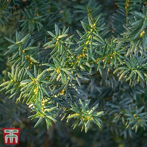 Taxus X Media 'Hillii' 3 Taxus X Media 'Hillii'