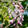 Wisteria Brachybotrys 'Showa-beni' -Cheap Tree Foliage Store TKA3722 WIST 1