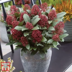 Skimmia Japonica 'Rubella' 11 Skimmia Japonica 'Rubella' -Cheap Tree Foliage Store TM Copyright image2