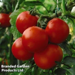 Tomato Collection -Cheap Tree Foliage Store TOMA KA9208 B311