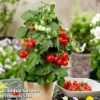 Tomato 'Ponchi-Fa' -Cheap Tree Foliage Store TOMA KB9750