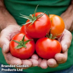 Tomato Gardeners Favourite Collection (Grafted) -Cheap Tree Foliage Store TOMATO COLL2