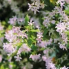 Trachelospermum 'Pink Shower' -Cheap Tree Foliage Store TRAC T71389 A h