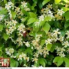 Trachelospermum Jasminoides 'Star Of Toscana' -Cheap Tree Foliage Store TRAC T71895 A