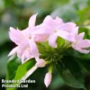 Trachelospermum Jasminoides 'Pink' -Cheap Tree Foliage Store TRAC JASMINOID1