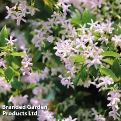 Trachelospermum Trio -Cheap Tree Foliage Store TRAC PINKYWING L21451