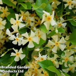 Trachelospermum Jasminum 'Star Of Toscana'