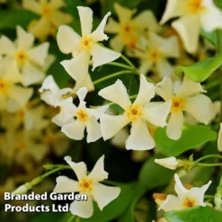 Trachelospermum Jasminum 'Star Of Toscana' -Cheap Tree Foliage Store TRAC STAROFTOS S09275