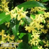 Trachelospermum Jas. Yellow Wings 1 Trachelospermum Jas. Yellow Wings -Cheap Tree Foliage Store TRAC YELLWINGS