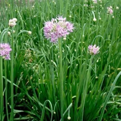 Allium 'Quattro' -Cheap Tree Foliage Store VEALL35201