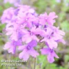 Verbena Homestead Purple 2 Verbena Homestead Purple -Cheap Tree Foliage Store VERB KA6403 A