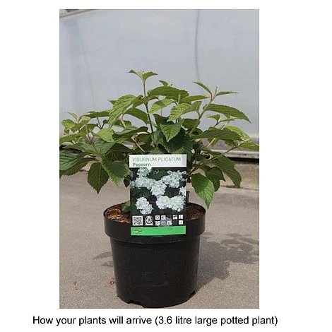 Viburnum Plicatum F. Plicatum 'Popcorn' 4 Viburnum Plicatum F. Plicatum 'Popcorn' - Image 2