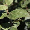 Viburnum Carlesii 'Aurora' 1 Viburnum Carlesii 'Aurora' -Cheap Tree Foliage Store VIBU T74350 A h
