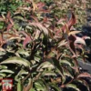 Viburnum X Hillieri 'Winton' -Cheap Tree Foliage Store VIBU TKA3680 A