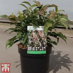 Viburnum X Hillieri 'Winton' -Cheap Tree Foliage Store VIBU TKA3680 C