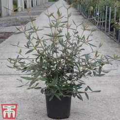 Viburnum 'Pragense' -Cheap Tree Foliage Store VIBU TKA3688 C