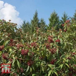 Viburnum Rhytidophyllum 9 Viburnum Rhytidophyllum -Cheap Tree Foliage Store VIBU TKA3692 C