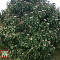 Viburnum Rhytidophyllum 10 Viburnum Rhytidophyllum -Cheap Tree Foliage Store VIBU TKA3692 D