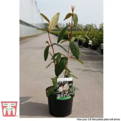 Viburnum Rhytidophyllum 11 Viburnum Rhytidophyllum -Cheap Tree Foliage Store VIBU TKA3692 E