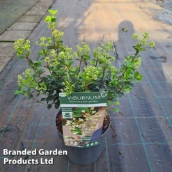 Viburnum 'Fairy Stars' -Cheap Tree Foliage Store VIBU FAIRYSTAR S46413