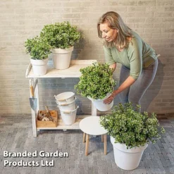 Viburnum 'Fairy Stars' -Cheap Tree Foliage Store VIBU FAIRYSTAR S49456