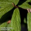 Viburnum Rhytidophyllum 'Holland' 1 Viburnum Rhytidophyllum 'Holland' -Cheap Tree Foliage Store VIBU HOLLAND1