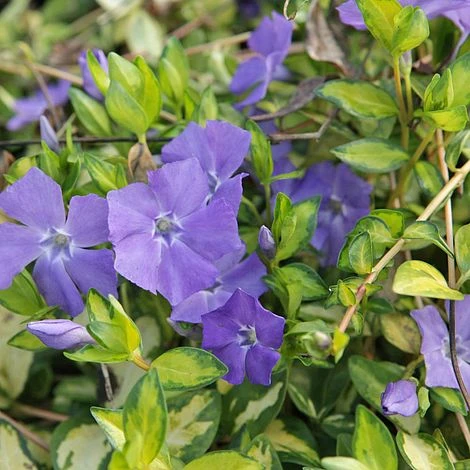 Vinca Minor 'Illumination' 3 Vinca Minor 'Illumination'