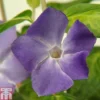 Vinca Major 'Maculata' -Cheap Tree Foliage Store VINC TKA0989 A