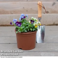 Viola 'Autumn Jewels Mixed' (Garden Ready) -Cheap Tree Foliage Store VIOL T62669 F