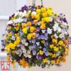 Viola 'Teardrops' Pre-Planted Hanging Basket -Cheap Tree Foliage Store VIOL TKA6693 A